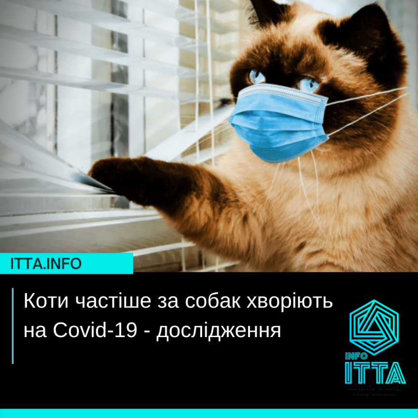 Коти частіше за собак хворіють на Covid-19 – дослідження